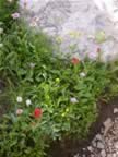 flowers.jpg (77kb)